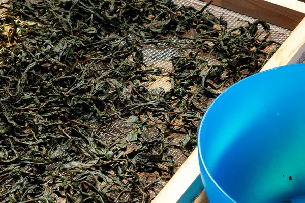Processus de fabrication du thé à partir de fleurs Sally connu sous le nom de thé Ivan russe ou thé Koporye, la préparation des feuilles pour la fermentation, la préparation des feuilles pour le séchage — Photo