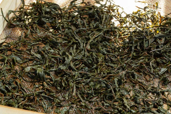 Διαδικασία της παρασκευής τσαγιού από την ανθοφορία Σάλι γνωστή ως ρωσικό Ivan τσάι ή Koporye τσάι, προετοιμασία φύλλα για ζύμωση, προετοιμασία φύλλα για ξήρανση — Φωτογραφία Αρχείου