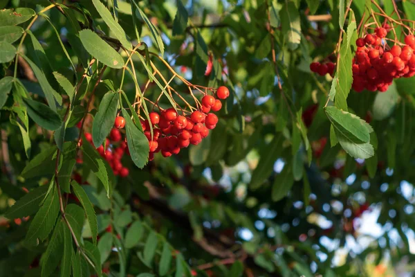 Yaz sonunda bir ağaçta rowan Olgun kırmızı demetleri — Stok fotoğraf