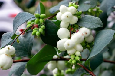 Bir çalı üzerinde ortak kar mersini olarak bilinen Symphoricarpos albus beyaz meyveleri