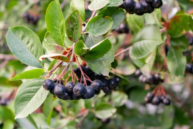 Böğürtlen Demetleri Aronia melanocarpa bir çalı üzerinde siyah chokeberry olarak bilinen