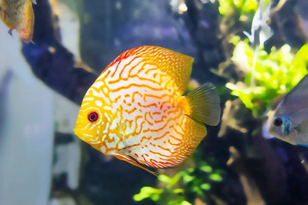 Golden diszkosz hal akváriumban közelről — Stock Fotó