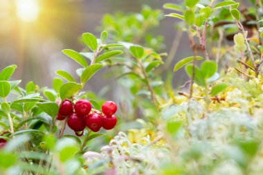 Beyaz ve yeşil yosunlarla çevrili ormanda bir dalda bir demet lingonberries