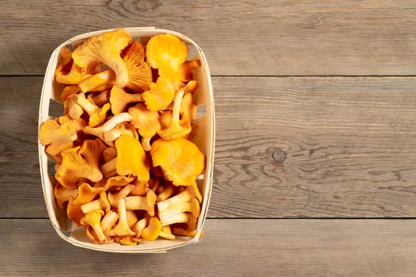 Group of edible forest chanterelle mushrooms in a wooden box of veneer on a blue wooden background. Place for text, copy space