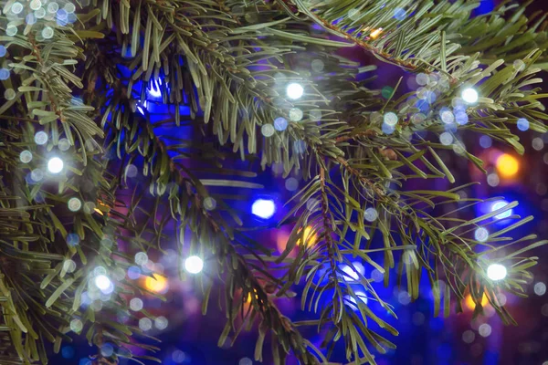 Composition de Noël, branches d'un arbre de Noël sur un fond sombre avec des lumières — Photo