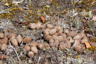Kuzey ülkelerinde bir çam ormanında gübre olarak kullanılan geyik kumu yığını.