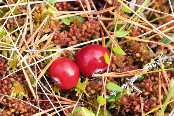 Dos arándanos rojos maduros crecen en la superficie del musgo del pantano, de cerca — Foto de Stock