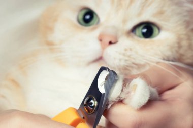 Cutting the claws of a cute creamy British cat. Pet care, grooming concept clipart