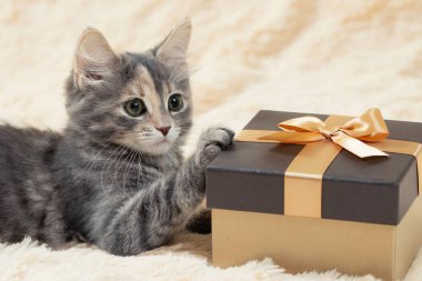 Şirin pofuduk gri kedi yavrusu, krema kürkünün üzerinde, altın bir hediye kutusunun yanında yatıyor.