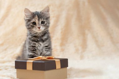 Sevimli tüylü gri kedi bej kürklü bir ekosenin üzerinde oturuyor. Altın bir hediye kutusunun yanında.