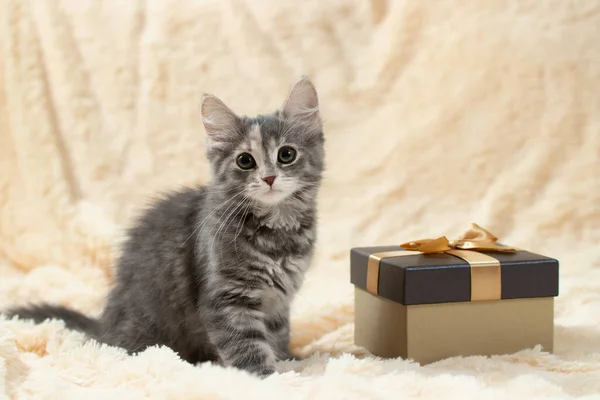 Cute fluffy gray kitten sitting on a cream fur blanket next to a golden gift box, copy space — Stock Photo, Image