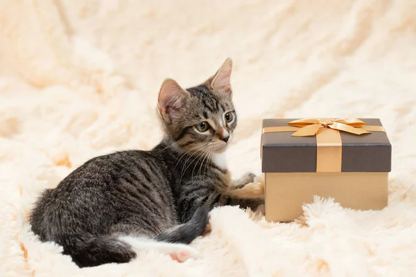 Gatinho bonito cinza tabby encontra-se em um cobertor de pele creme ao lado de uma caixa de presente de ouro — Fotografia de Stock