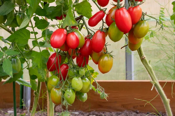 In einem Gewächshaus reifen längliche Tomaten im Gebüsch — Stockfoto