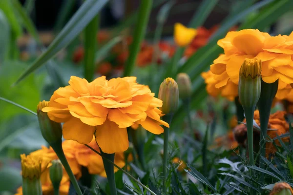 Bir yaz bahçesinde çiçek tarhında portakal kadife çiçekleri — Stok fotoğraf