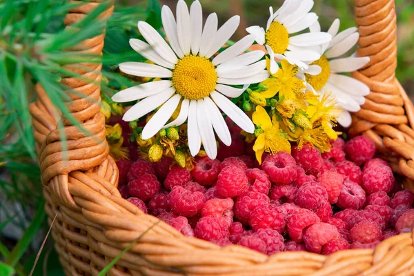 Rieten mand met verse bosframbozen aan de rand van het bos met een boeket wilde bloemen, van dichtbij — Stockfoto