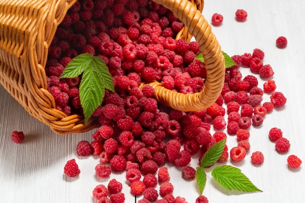 Framboesas florestais frescas espalhadas na mesa de uma cesta de vime virada para baixo — Fotografia de Stock