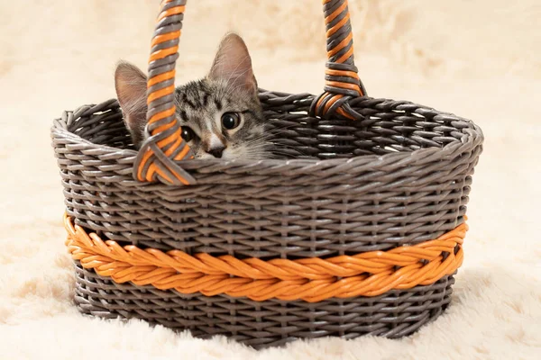 Cute gray kitten peeks out of a wicker basket on a background of a cream fur plaid — Stock Photo, Image