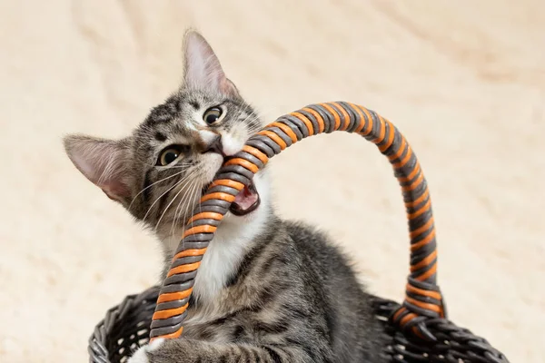 Şirin gri kedi yavrusu hasır sepetin sapını kemiriyor. — Stok fotoğraf