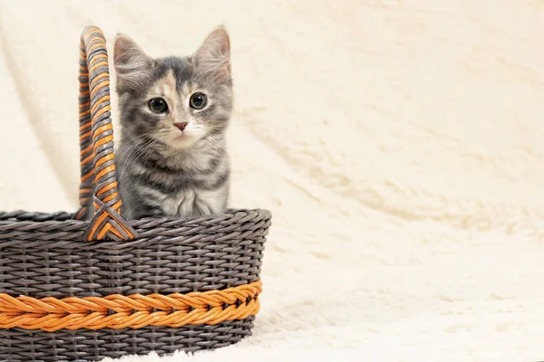 Cute gray kitten sits in a wicker basket on a background of a beige fur plaid, copy space — Stock Photo, Image