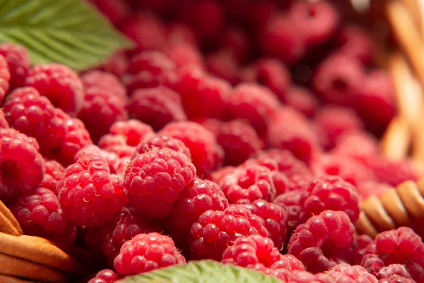 Verse bosframbozen verspreid over de tafel uit een omgekeerde rieten mand, close-up — Stockfoto