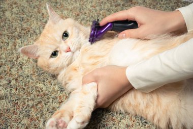 Furminator combing a cute creamy British cat. Pet care, grooming concept clipart