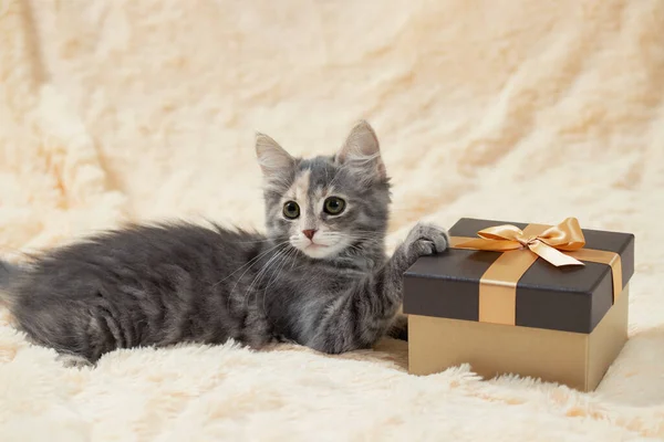 Милый пушистый серый котенок лежит на кремовом меховом одеяле рядом с золотой подарочной коробкой — стоковое фото