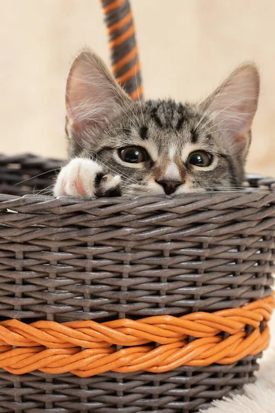 Niedliches grau gestromtes Kätzchen sitzt in einem Weidenkorb, vertikales Bild — Stockfoto