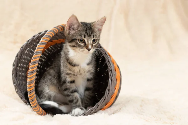 O gatinho de tabby cinza bonito senta-se em uma cesta de vime em um contexto de uma manta de pele de creme, espaço de cópia — Fotografia de Stock
