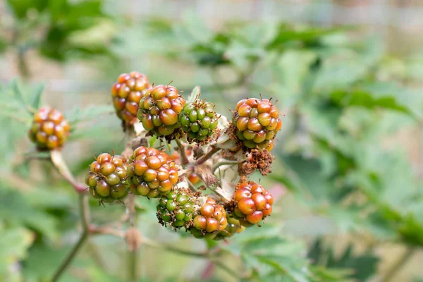 Branche avec mûre mûre dans le jardin d'été, gros plan — Photo