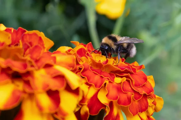 Bumblebee recoge el néctar de una flor de caléndula en un parterre en un jardín de verano —  Fotos de Stock