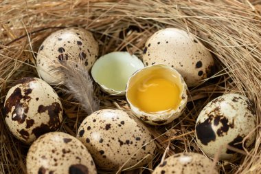 Ahşap bir masanın üzerinde samandan yapılmış dekoratif bir yuvada birkaç bıldırcın yumurtası.