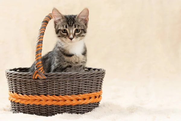 Lindo gatito gris tabby se sienta en una cesta de mimbre sobre un fondo de una tela a cuadros de piel crema, espacio de copia — Foto de Stock