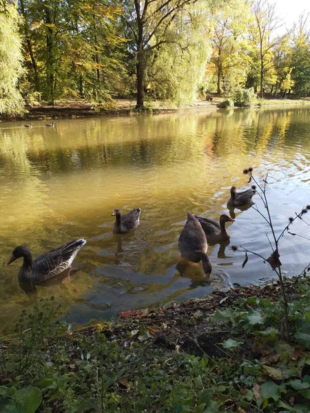 Ein Sonniger Herbsttag Hinterbrühler See München — Stockfoto