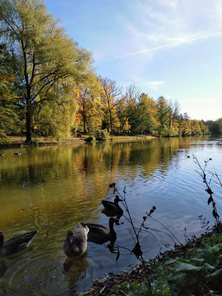 Солнечный Осенний День Озере Хинтербрулер Мюнхене — стоковое фото