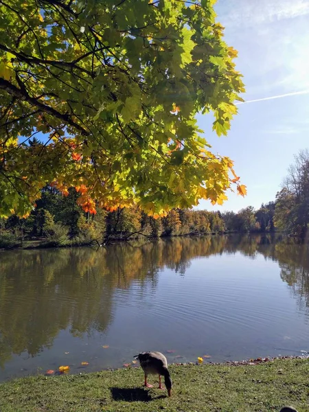 Солнечный Осенний День Озере Хинтербрулер Мюнхене — стоковое фото