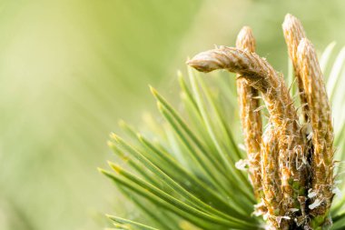 bir çam çarpık bahar filizi