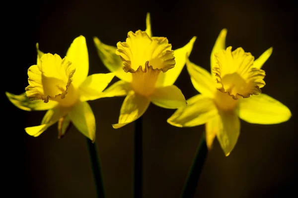 Trois narcisses jaunes sur fond brun — Photo
