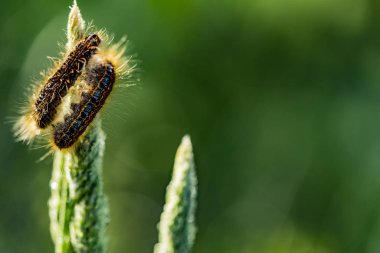 Dactylis üzerinde Blackvein tırtıllar