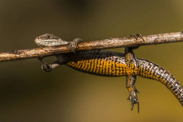 Lagarto marrón claro colgando de una rama — Foto de Stock