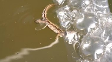 Doğanın icabına bak-annen!