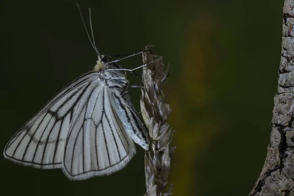 Dauwdruppels bedekt Aporia crataegi zit op de stengel — Stockfoto