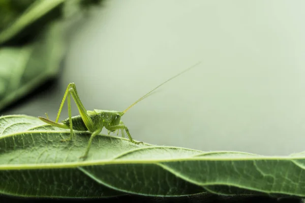 Junge grüne Heuschrecke auf einem Blatt, Brennnesselblatt auf einem grauen Rücken — Stockfoto
