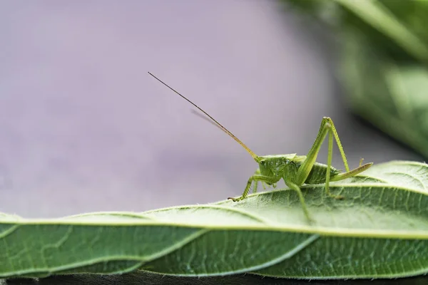 Junge grüne Heuschrecke auf einem Blatt, Brennnesselblatt auf einem hellen Hintergrund — Stockfoto