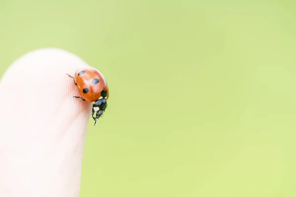 Lieveheersbeestje op de vinger van een man op een lichte achtergrond. — Stockfoto