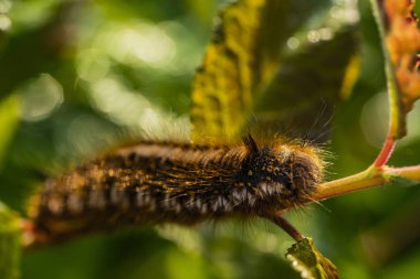Bir şube üzerinde larva kelebek.