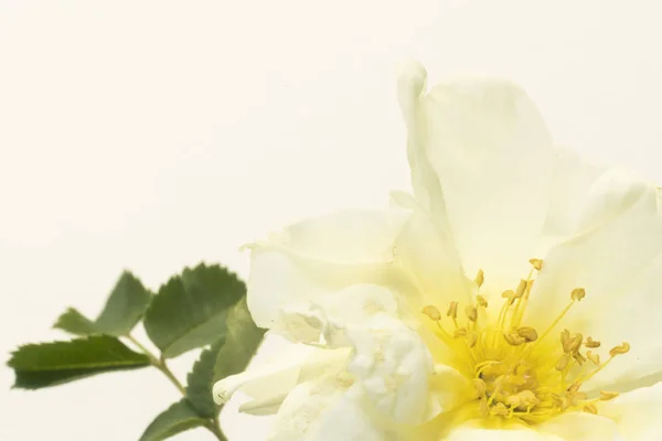 Rose blanche pleine fleur sur fond blanc — Photo