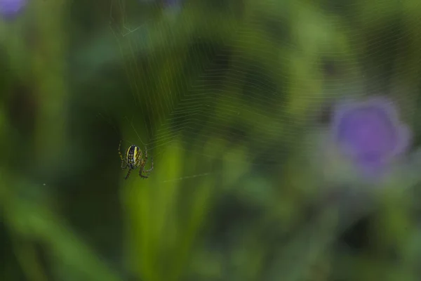 Aranha pequena bonita na web no fundo de grama verde . — Fotografia de Stock