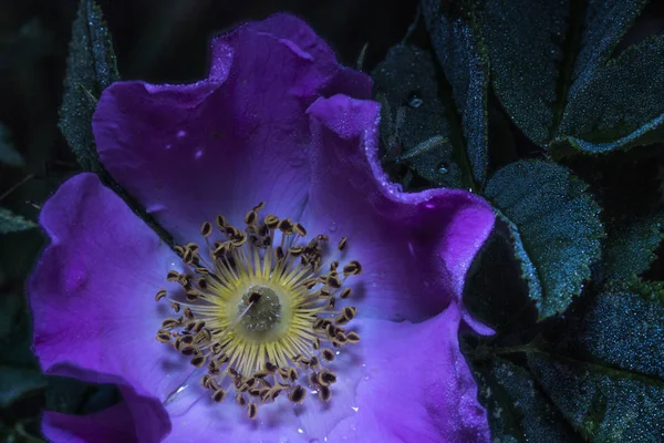 Fleur violette rose sauvage sur un fond sombre . — Photo