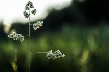 Karanlık bir arka plan üzerinde çim bir bıçak