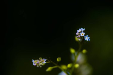 Siyah arkaplanda mavi çiçekler.